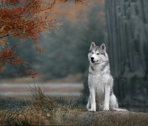 Pies, Gałęzie, Drzewo, Siberian husky