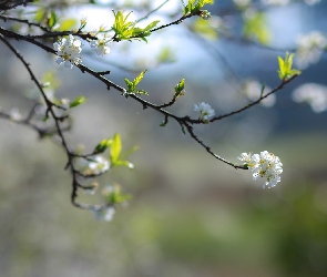 Wiosna, Gałązki, Drzewo owocowe, Kwitnące