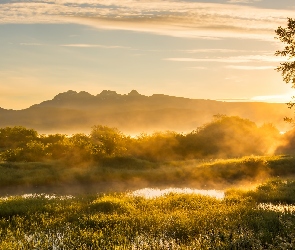 Maple Ridge, Drzewa, Kolumbia Brytyjska, Kanada, Drzewo, Wschód słońca, Mgła, Wzgórza, Jerry Sulina Park