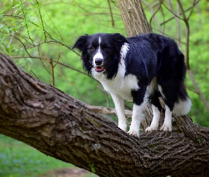 Pies, Border collie, Liście, Konar, Gałązki, Drzewo