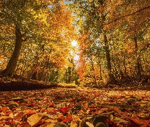 Las, Promienie słońca, Liście, Drzewa, Jesień