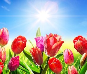 Kwiaty, Słońce, Tulipany, Niebo, Kolorowe