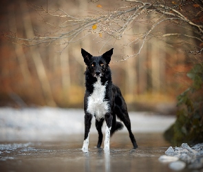 Border collie, Gałązki, Drzewa, Rzeka, Pies