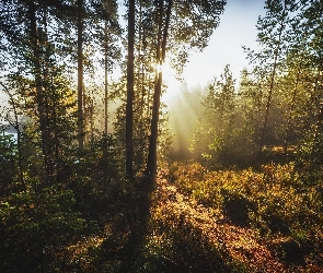 Promienie słońca, Roślinność, Las, Drzewa