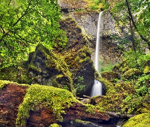 Skały, Potok McCord Creek, Las, Rezerwat przyrody Columbia River Gorge, Wodospad Elowah Falls, Stany Zjednoczone, Krzewy, Drzewa, Mech, Stan Oregon