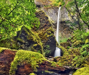 Skały, Krzewy, Drzewa, Mech, Rezerwat przyrody Columbia River Gorge, Potok McCord Creek, Stan Oregon, Stany Zjednoczone, Wodospad Elowah Falls, Las