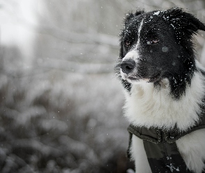 Tło, Rozmyte, Border collie, Pies, Mordka, Śnieg