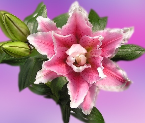 Kwiat, Grafika 2D, Lilia