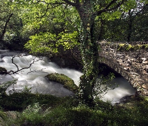 Most, Kamienny, Roślinność, Drzewa, Walia, Park Narodowy Snowdonia, Rzeka
