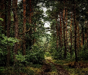 Ścieżka, Krzewy, Las, Drzewa