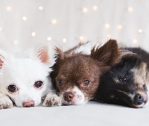Psy, Chihuahua, Trzy