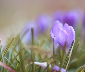 Krokus, Kwiat, Jasnofioletowy