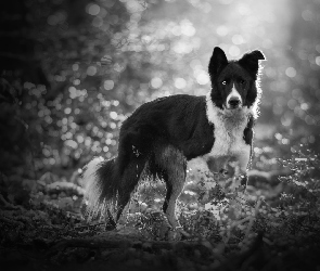 Pies, Bokeh, Rośliny, Border collie