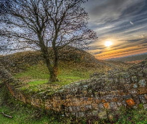 Anglia, Wał Hadriana, Zachód słońca, Drzewo, Trawa, Mur Hadriana