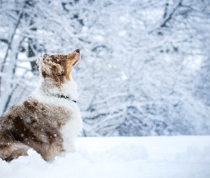 Pies, Śnieg, Drzewa, Owczarek australijski
