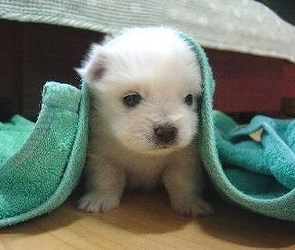Ręcznik, Bichon frise, Piesek
