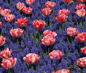 Szafirki, Tulipany