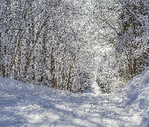 Drzewa, Droga, Zima, Las, Ośnieżone