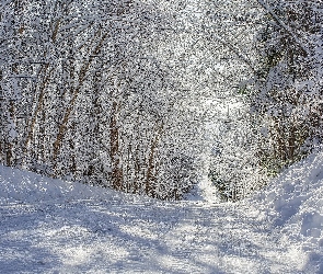 Ośnieżone, Droga, Las, Zima, Drzewa