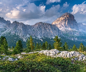 Skały, Drzewa, Dolomity, Włochy, Góry Sella, Szczyt Piz Boe
