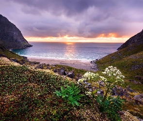 Norwegia, Skały, Wyspa Moskenesoya, Plaża Kvalvika, Dzięgiel leśny, Niebo, Zachmurzone, Roślina, Wybrzeże