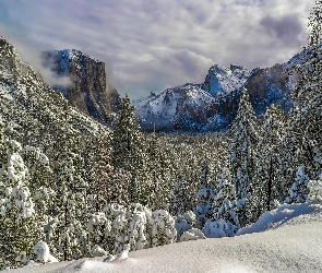 Stany Zjednoczone, Park Narodowy Yosemite, Dolina Yosemite Valley, Świerki, Góry, Zima, Drzewa, Stan Kalifornia