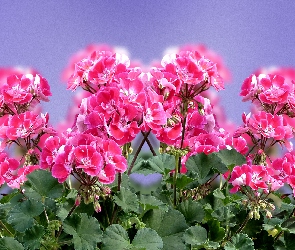 Pelargonie, Grafika, Kwiaty