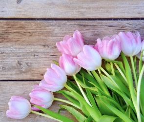 Tulipany, Deski, Jasnoróżowe