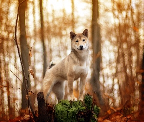 Las, Drzewa, Pies, Shiba inu