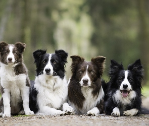 Alejka
, Border collie, Cztery, Psy