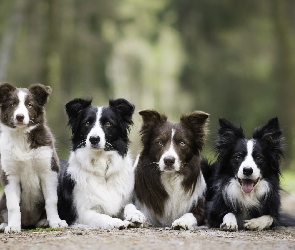 Cztery, Alejka
, Border collie, Psy