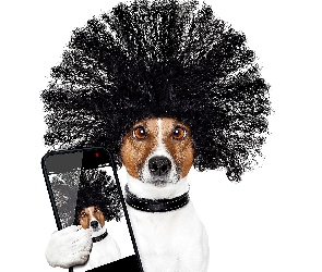 Jack Russell terrier, Telefon, Obroża, Peruka, Pies