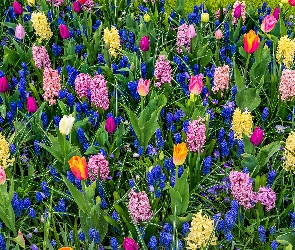 Kwiaty, Hiacynty, Szafirki, Tulipany, Łąka