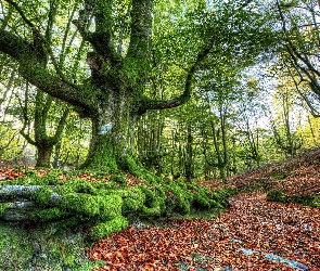 Kraj Basków, Park Narodowy Gorbea, Promienie słońca, Drzewa, Las, Jesień, Hiszpania