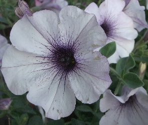 Petunia ogrodowa, Biała