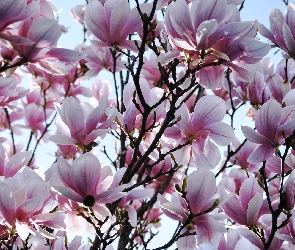 Wiosna, Kwiaty, Magnolia