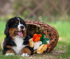 Berneński pies pasterski, Kwiaty, Koszyk, Szczeniak