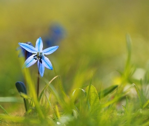 Cebulica syberyjska, Kwiatek, Niebieski