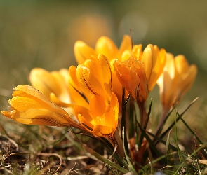 Kwiaty, Kępka, Żółte, Krokusy