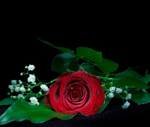 Kwiaty, Tło czarne, Róża, Gipsówka, Czerwona