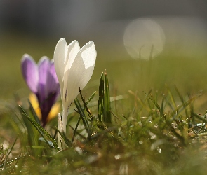 Biały, Zbliżenie, Kwiat, Krokus