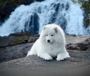 Wodospad, Samojed, Biały, Pies