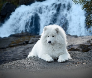 Biały, Wodospad, Samojed, Pies