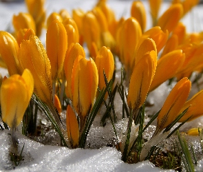 Zbliżenie, Śnieg, Żółte, Krokusy