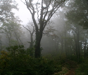 Drzewa, Roślinność, Mgła, Krzewy, Las