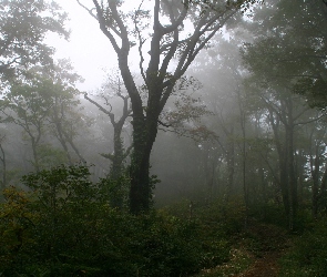 Las, Roślinność, Krzewy, Mgła, Drzewa