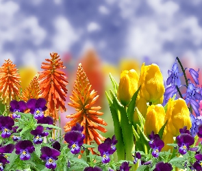 Bratki, Malwa, Trytoma groniasta, Tulipany, Kwiaty