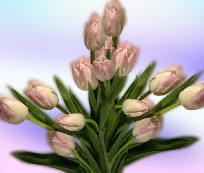 Tulipany, Grafika 2D, Bukiet