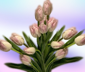 Bukiet, Grafika 2D, Tulipany
