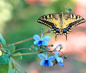 Kwiatki, Niebieskie, Motyl, Paź królowej